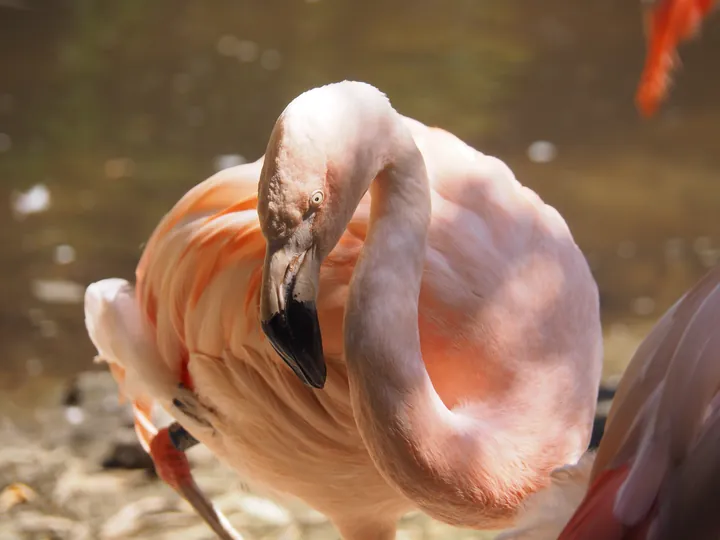 Flamingo's in de zoo van Overloon